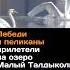 Лебеди и пеликаны прилетели на озеро Малый Талдыколь казахстан талдыколь лебеди News