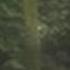 Slender Man Proxy Sighting