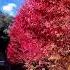 Autumn In Victoria Australia Melbourne Victoria Australia Ytshorts Yt Viralvideo