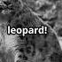 The Enigmatic Snow Leopard Nature S Ghost