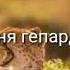 Бег гепарда