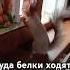 Куда белки ходят в туалет жизньбелокдома позитивняшечки ручныебелочки