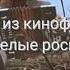 Песня из к ф Белые росы Юрий Бечин