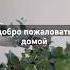 Дом это ты флористика цветы медитация саморазвитие