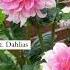 3 Easy Flowers To Grow For Beginners