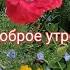 Релакс ДОБРОЕ УТРО Желаю Самого Доброго Солнечного Утра Красивая Музыкальная открытка Shorts