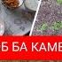 КЕЛИНКОВО ДАКУЧО БУДЕН ДАР ВАХТУШ Кам кам уруси гап задам бо хакората сар накунен