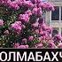СТАМБУЛ Дворец Долмабахче пешеходная улица Истикляль котики