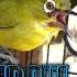 PANCINGAN PLECI BETINA DAKUN KELUD BIRAHI
