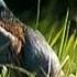 фазан Pheasant птицы птица Birdwatching Birds Birdsounds