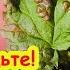 ТЛЯ ОСЫПАЕТСЯ ГРАДОМ С КУСТОВ и ДЕРЕВЬЕВ Выжигаем тлю без химии Тля не вернется в сад