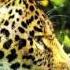 Doug Gomez Tribes Of The Jaguar