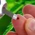 Using Cannabis To Treat Diabetes Jessica Peters Mara Gordon Green Flower