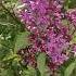 сирень цветёт сирень Lilac Lilac Blooms