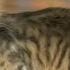 МОЙ Маленький КОТЕНОК Мультик про котика СИМУЛЯТОР Видео Игра для детей My Cute Little Pet