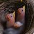 Beautiful Bird Nest Baby Birds Nest Birdsounds Shorts