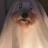 Fear Of Ghosts Pet Phobias
