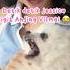 TAKUT BANGET SAMA ANJING