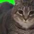 OIIA OIIA Spinning Cat OllA OllA Spinning Cat No Copyright Nocopyright Oiiaoiia Babydancer