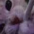 Playlist Speed Up Melanie Martinez