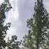 Wind In Trees KimTownselYouTube