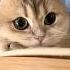 Meow Language I Love You Cat Catlover Catvideos Catshorts Catlovers Catvideo