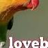 MASTERAN LOVEBIRD Suara Ngeyeellll Buat Murai Batu TANPA JEDA BOS Masteranburung Lovebird