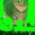 You See Your Cat At A Rave Funny Kitten Catlover Trending Shortvideo