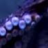 Cannibal Octopus Nat Geo Wild