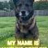 My Name Is Jeff Mynameisjeff Memeshorts Memes Funny Doglover