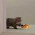 Today I Wanted To Eat A Croissant Meme Dankmemes Catsofyoutube Funnyvideo Catvideo Funnycats
