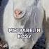 Агротуризм продолжение Завели козу Деревенская жизнь на Алтае
