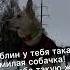 Ты в натуре думал что сможешь купить меня деньгами Dogy Blogy собакаБелка