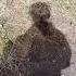 ВОТ ЭТО НАХОДКА ВСТРЕТИЛ НОРЫ БАРСУКА охота барсук Hunting природа