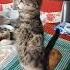 Cat Kedilerde Gerçekten Doyma Hissi Yok Nature Animals Tekirkedi