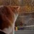 Кот который машет хвостом и ловит листья D
