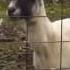 Goat Singing Lean On