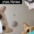 НАТАША и коты Откуда появился этот мем Прощай Карл