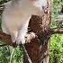 Cute Cat On A Tree 12k Nature 4k 8k Hdr Dolby Vision Animals Naturelovers Amazing Dolby