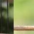 MASTERAN CUCAK JENGGOT VS LOVEBIRD