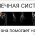 Мышечная система человека Как она работает
