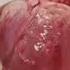 Human Heartbeat Sound Effect 60 Bpm