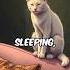 IS OUR CAT OUR SECRET PROTECTOR Cats Catshorts Youtubeshorts Shortsfeed