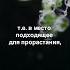 Танцующие споры хвоща