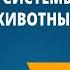 Органы и системы органов животных