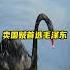 卖国贼首选毛泽东 毛泽东私人医生日记 毛不被人知的故事 毛泽东 与日军共谋的男人 红太阳是怎么升起的