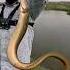 Bam Machhali Big Bam Fish Baam Fishing Shot Video Angler Master