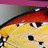 Flowers And Their Pollinators A Perfect Match Spring Is Here SciShow Kids