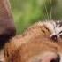 When Worlds Collide The Beauty Of Animal Odd Couples Animal Adventures