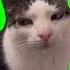 Green Screen Angry Cat Green Screen Video Green Screen Cat Chromakey Greenscreen